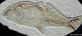 Bargain Diplomystus Fossil Fish #819-1